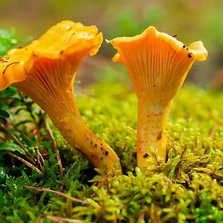 Дом отдыха Architect-designed Mountain At Mosetertoppen